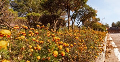 제천 카라반더그린엔오토캠핑장펜션