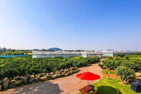 제주 오색귤체험펜션