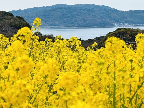 노코노시마 아일랜드 파크 빌라 사키모리