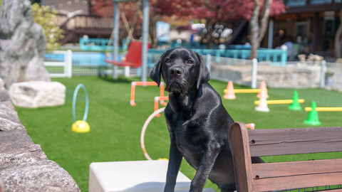 가평 어느날스파애견펜션