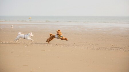 태안(안면도) 슈가몽펜션