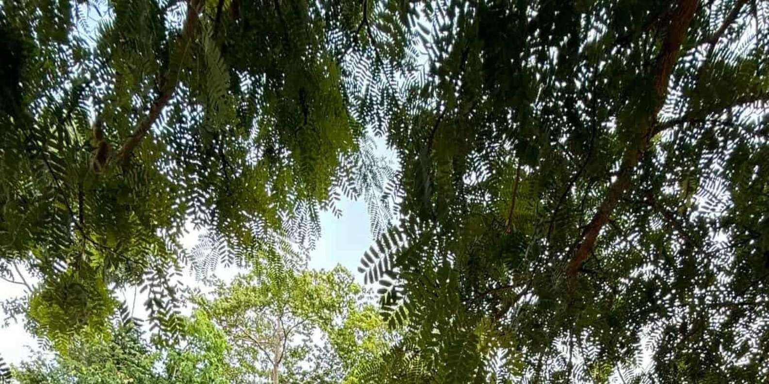 section
