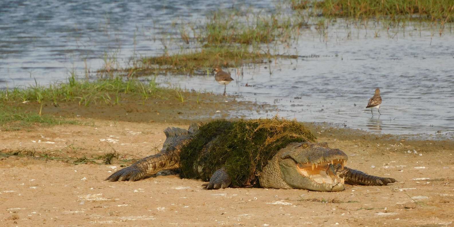 hero