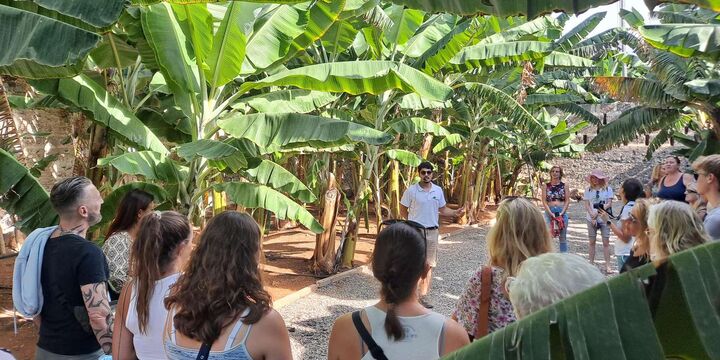 [그란 카나리아] 바나나 월드 가이드 투어 + 13종 바나나 시음회-i