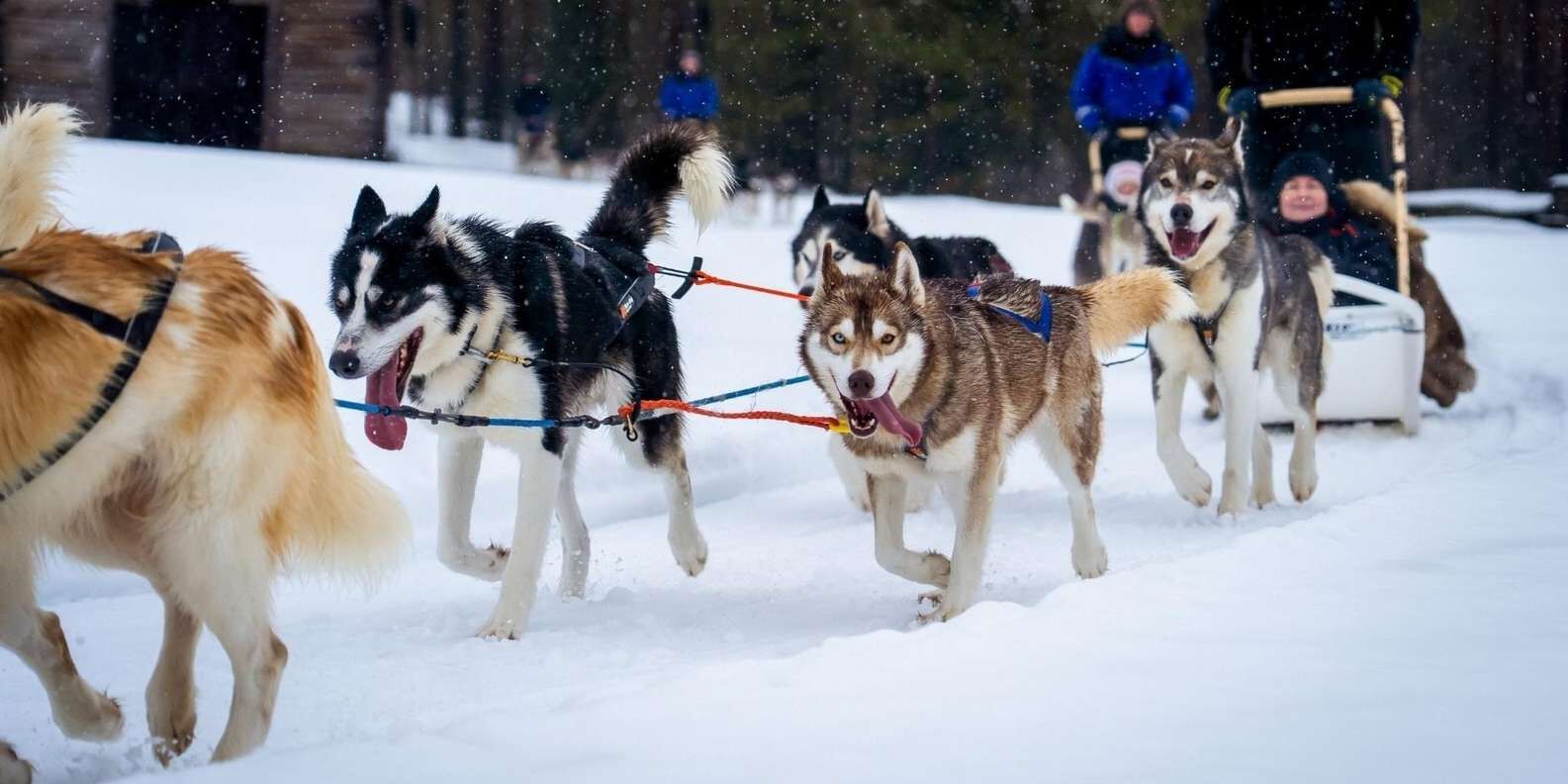 [로바니에미] 허스키 썰매 직접 운전 + 랩란드 바비큐 체험 (5~8km 사파리)