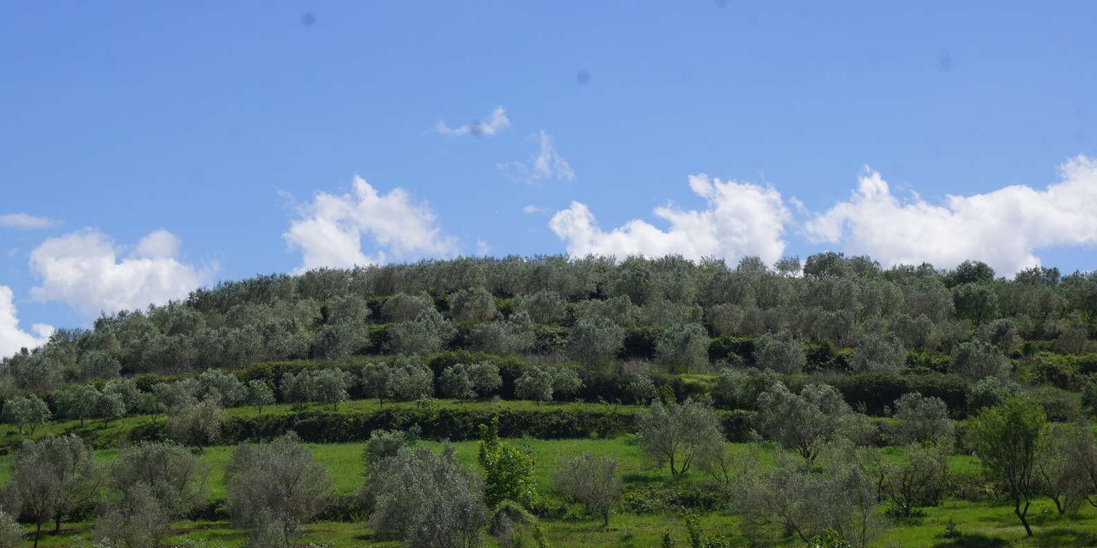 section