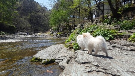 가평 노팅힐계곡애견펜션