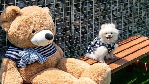 홍천 개팔자상팔자 애견펜션