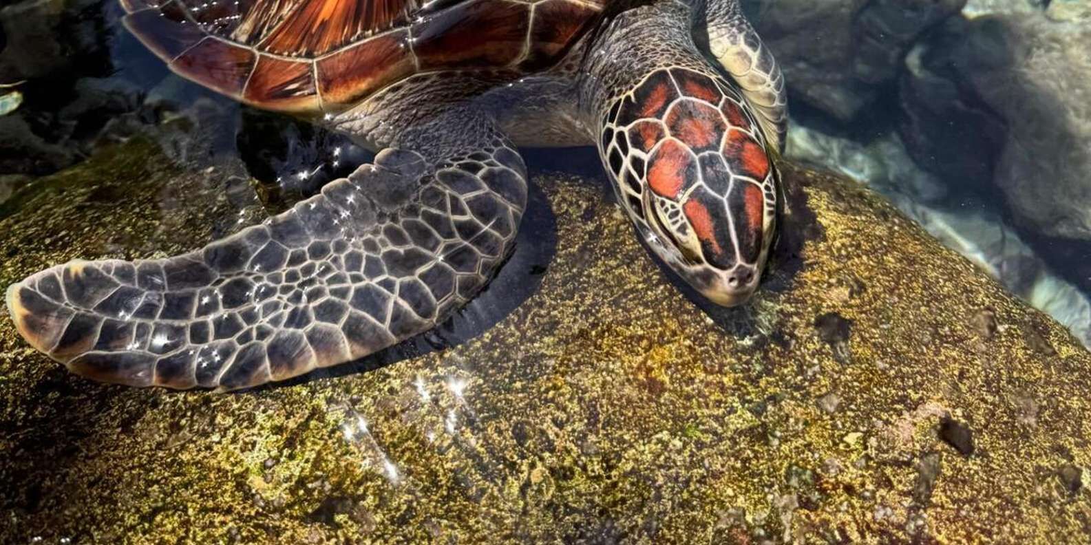 hero