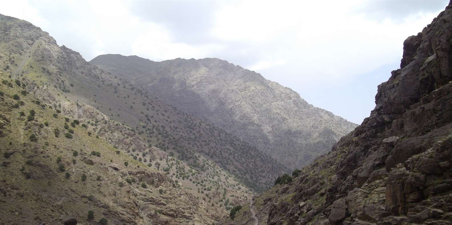 section