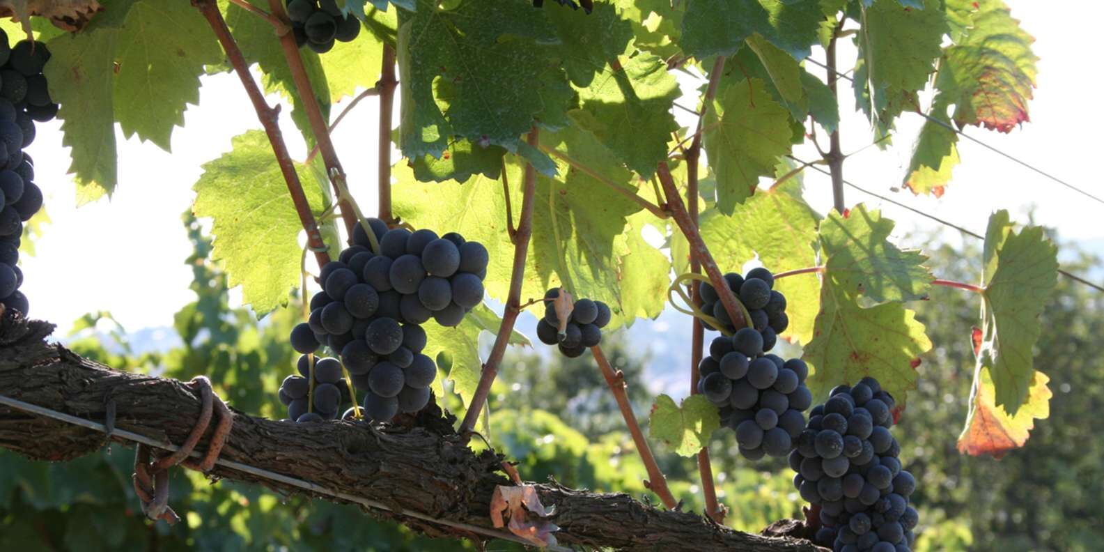 section