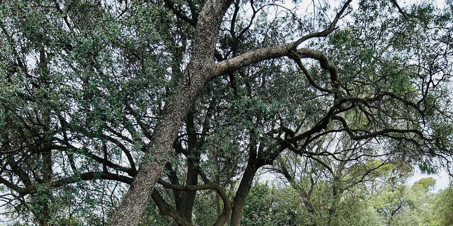 section