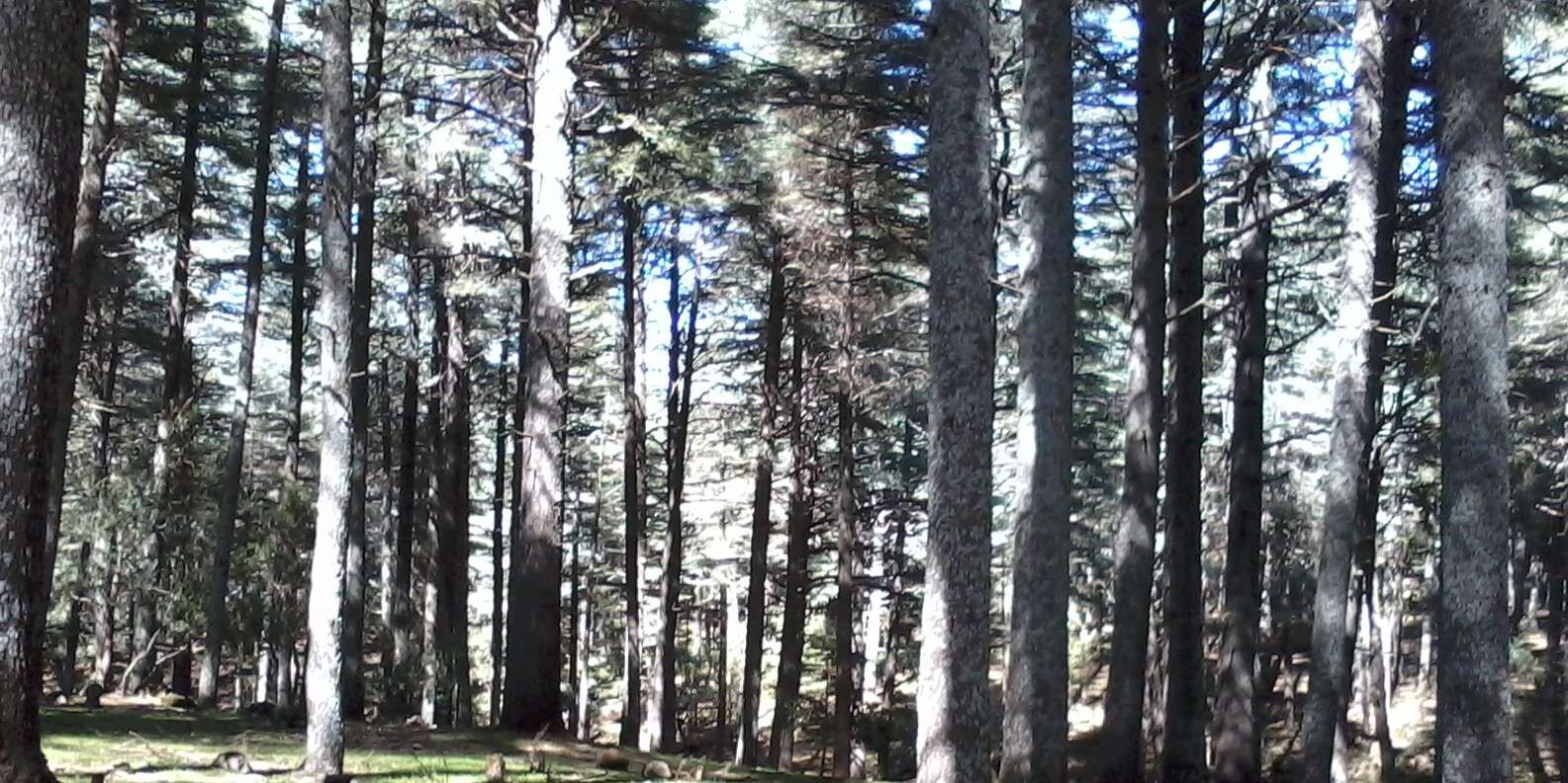 section