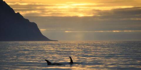 product-thumbnail-4
