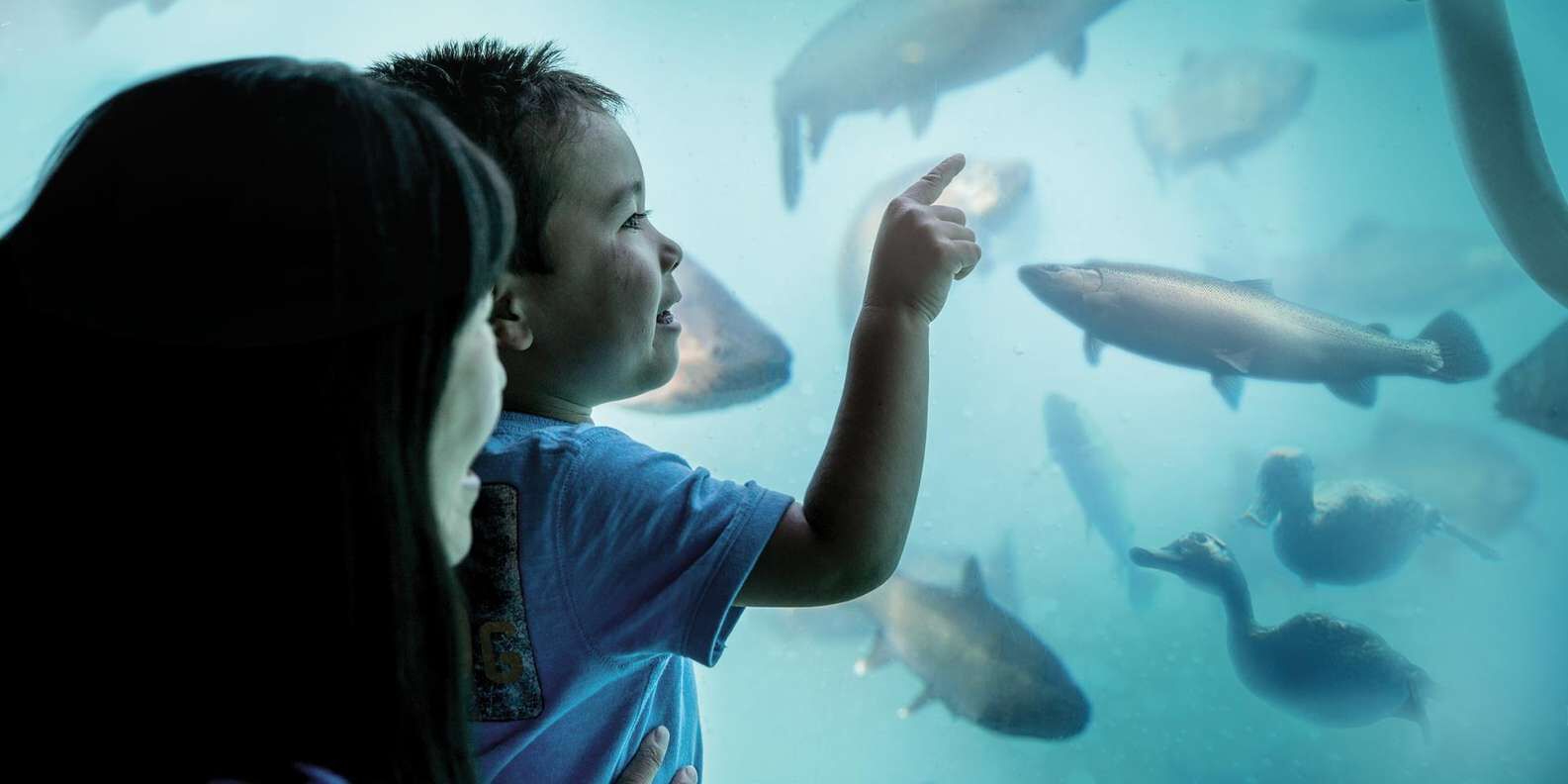 [퀸스타운] 와카티푸 호수 수중 극장 체험 — 9천만 년 역사 14분 애니메이션 쇼