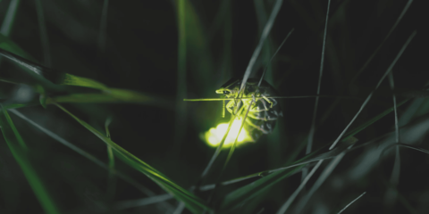 product-thumbnail-3