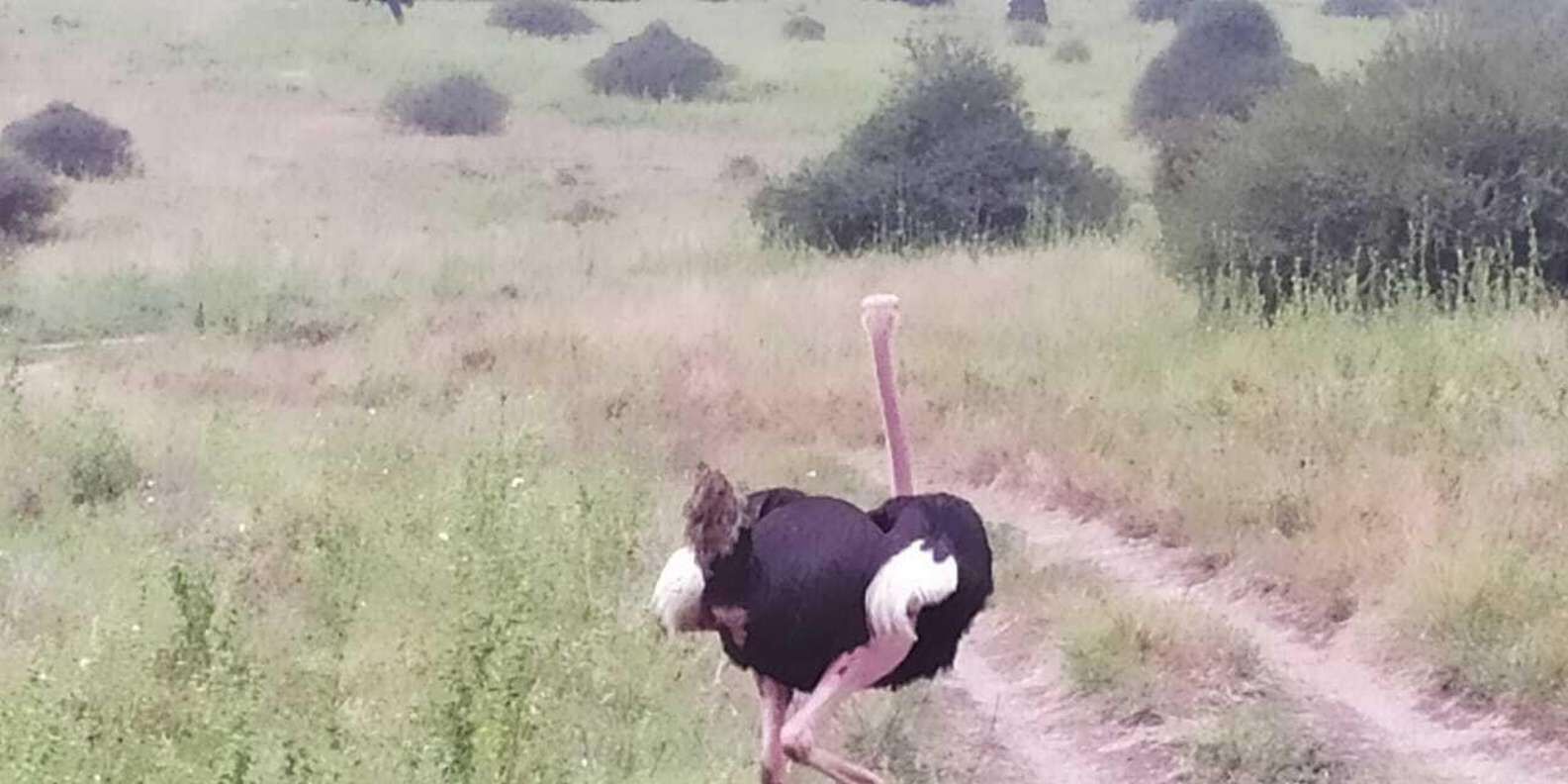 hero