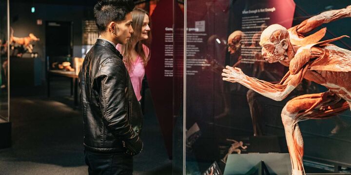 [베를린] BODY WORLDS 박물관 입장권 :: 실제 인체 플라스티네이트 전시-i