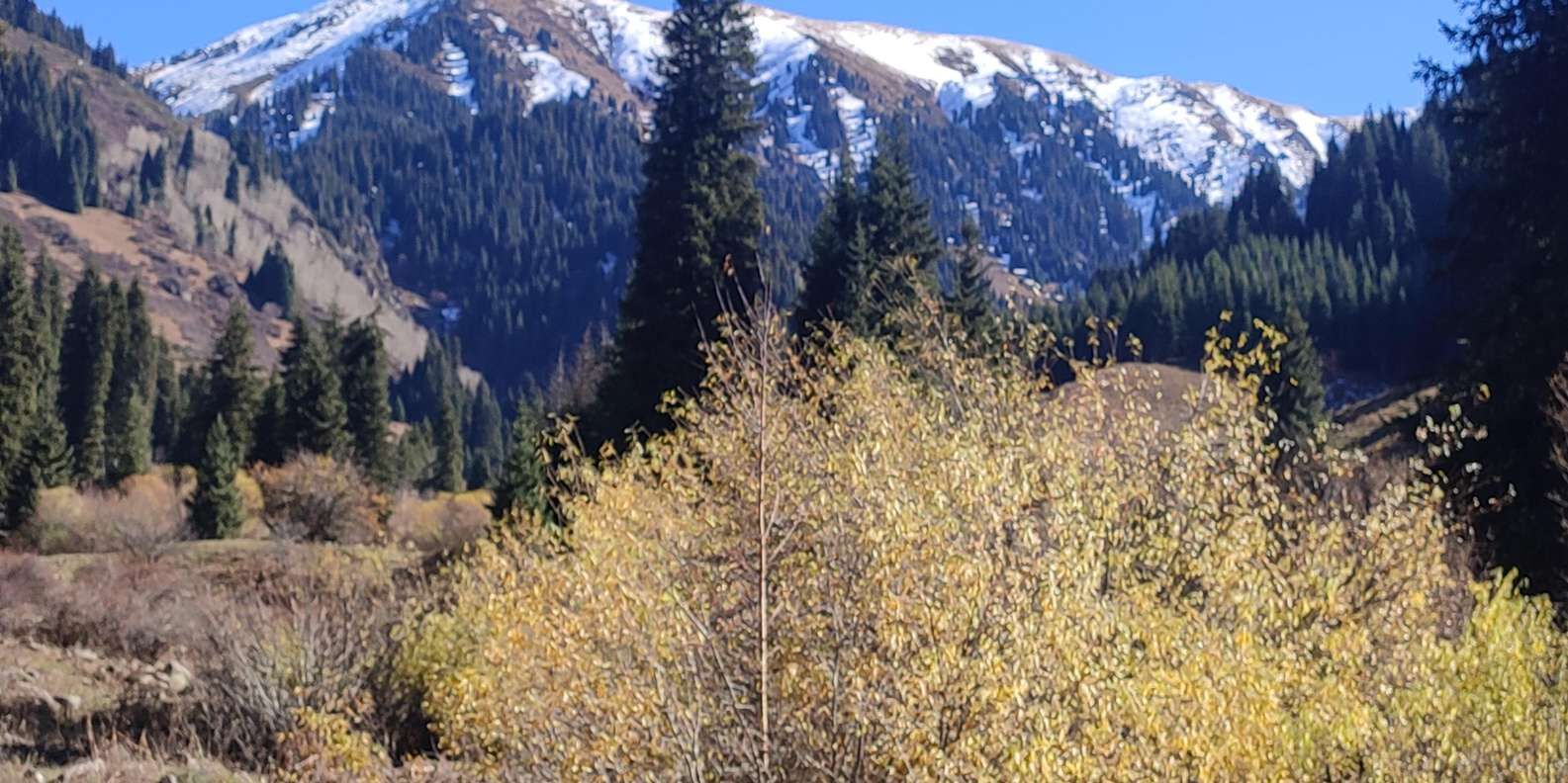 section