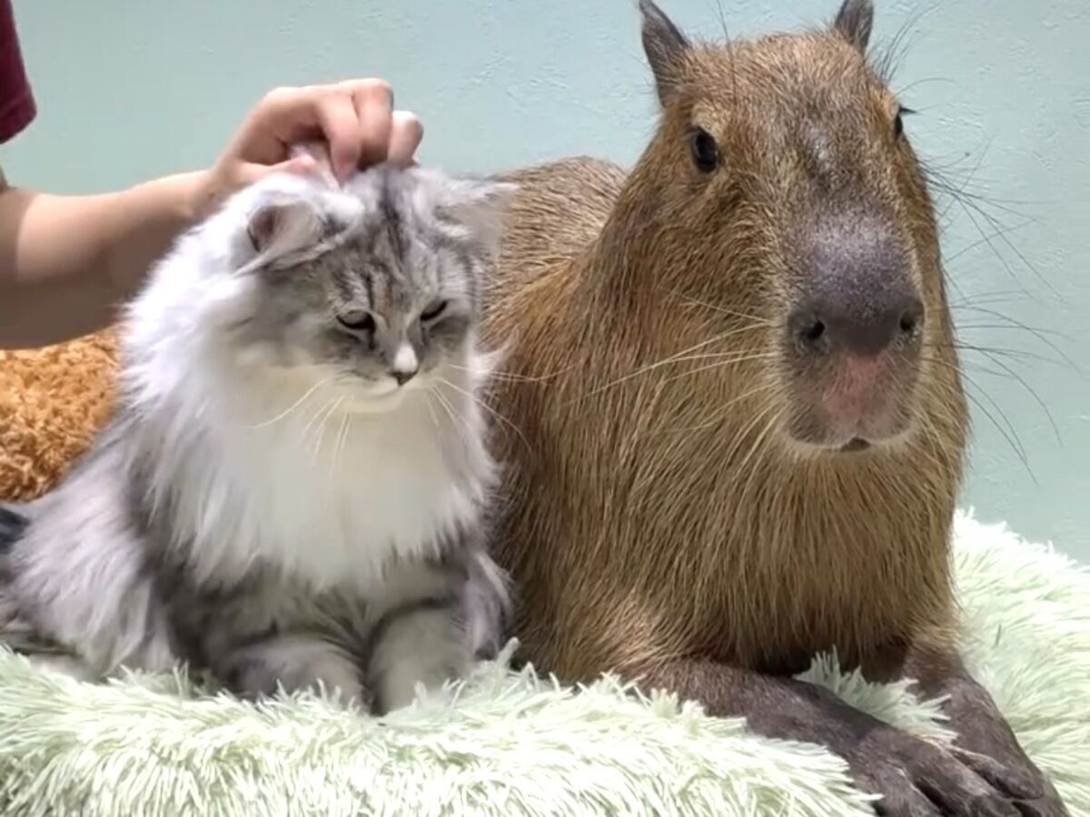 [도쿄 인기체험] 카피바라&캣카페 하라주쿠점 | 카피바라와 고양이 교감 체험 (Capybara & Cat Café Harajuku)