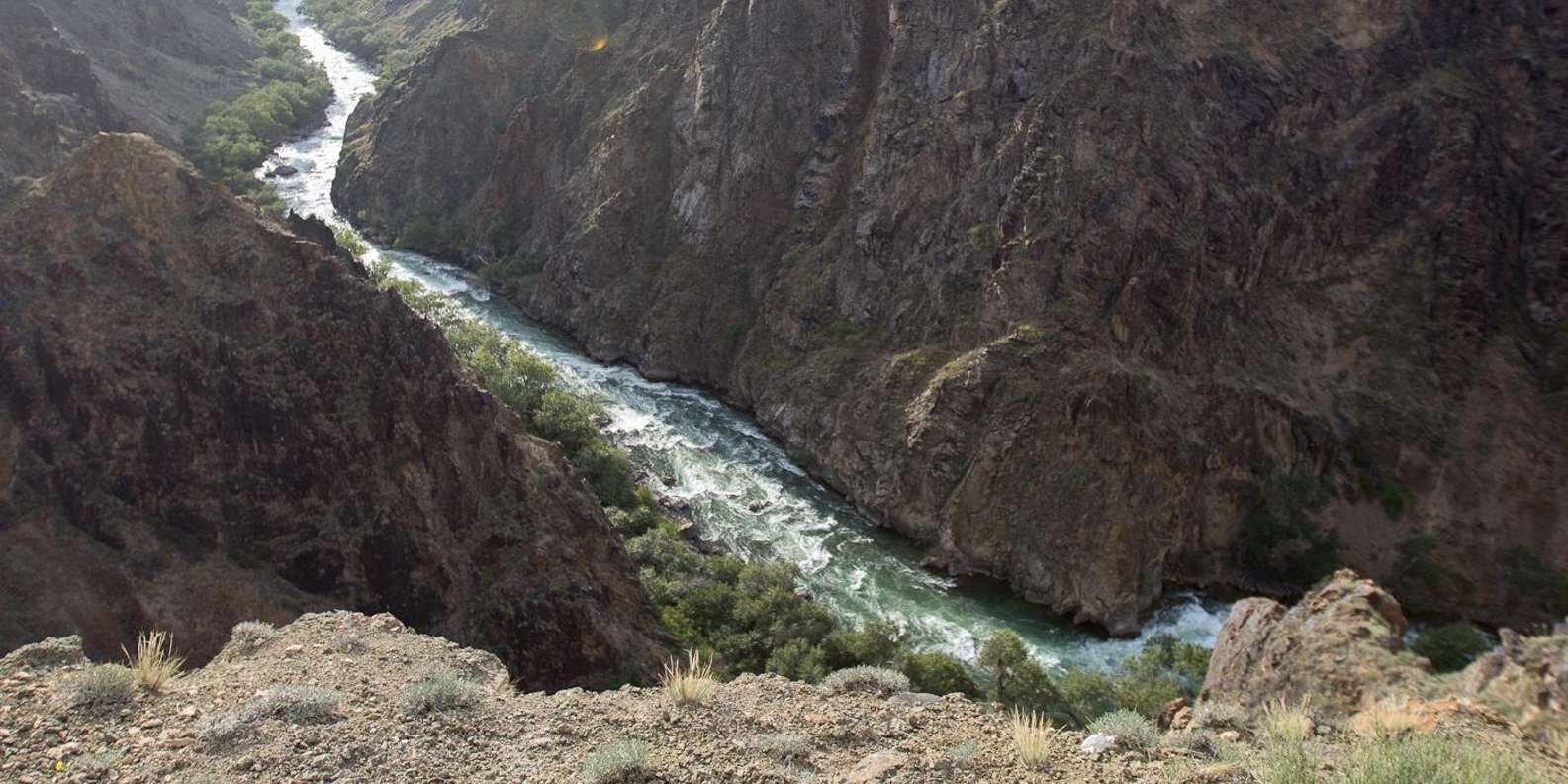 section