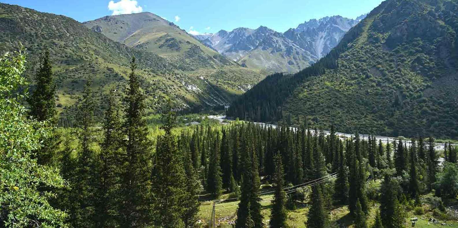 section