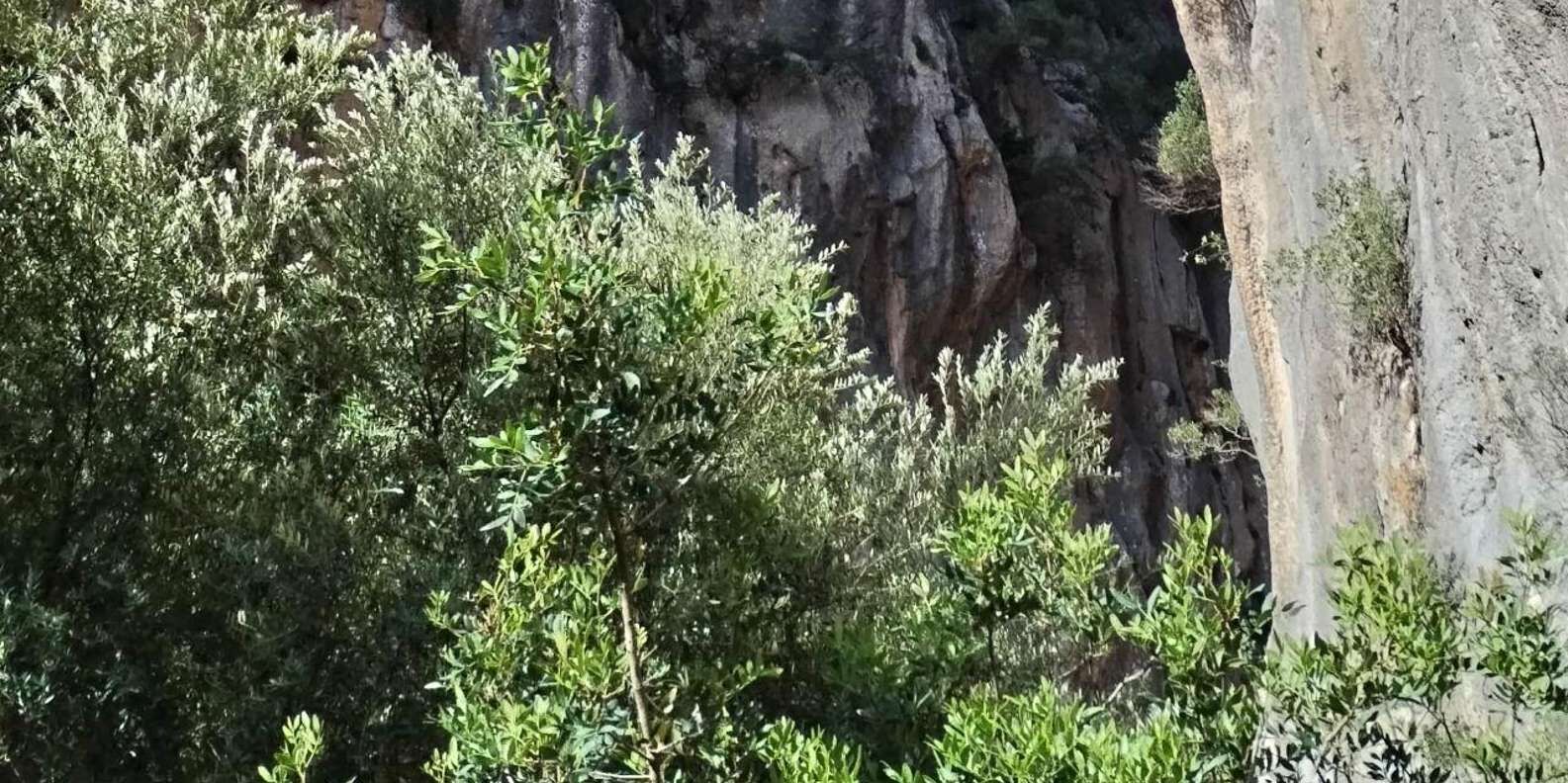 section