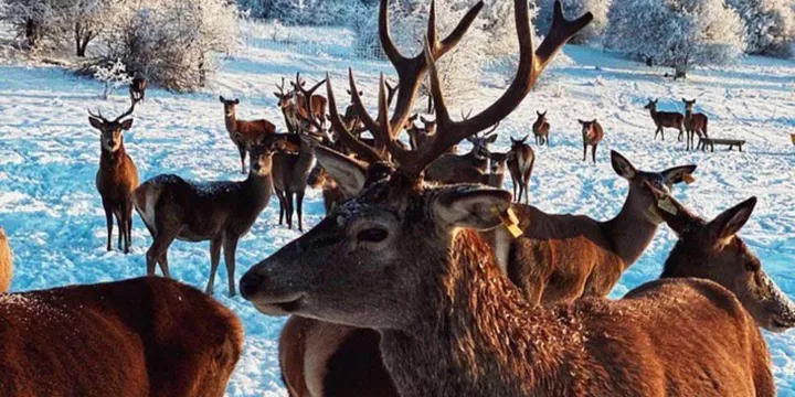 침간 산맥 체어리프트 + 차르바크 호수 + 아미르소이 리조트