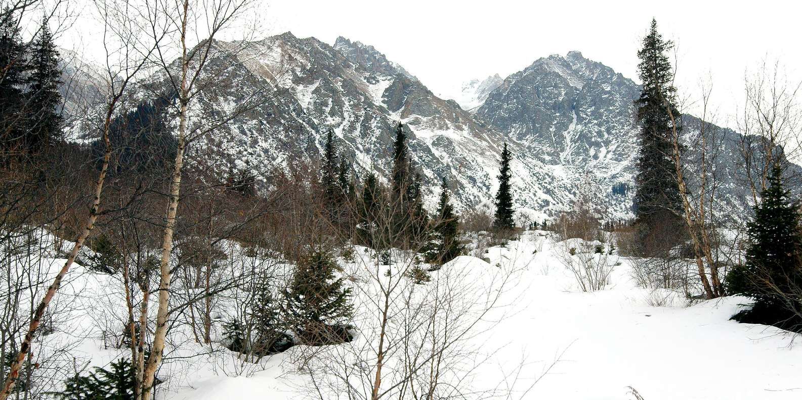 section