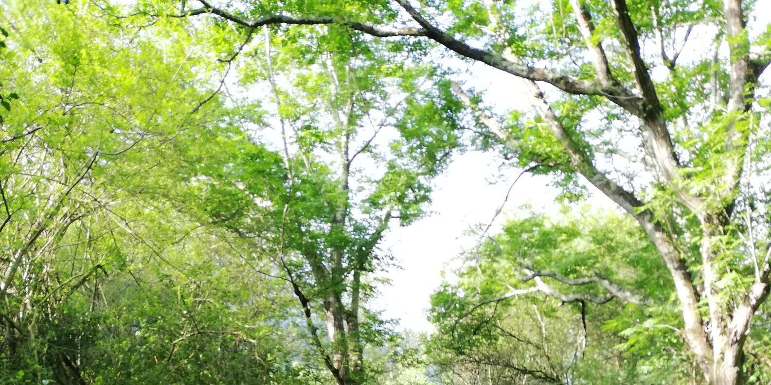 section