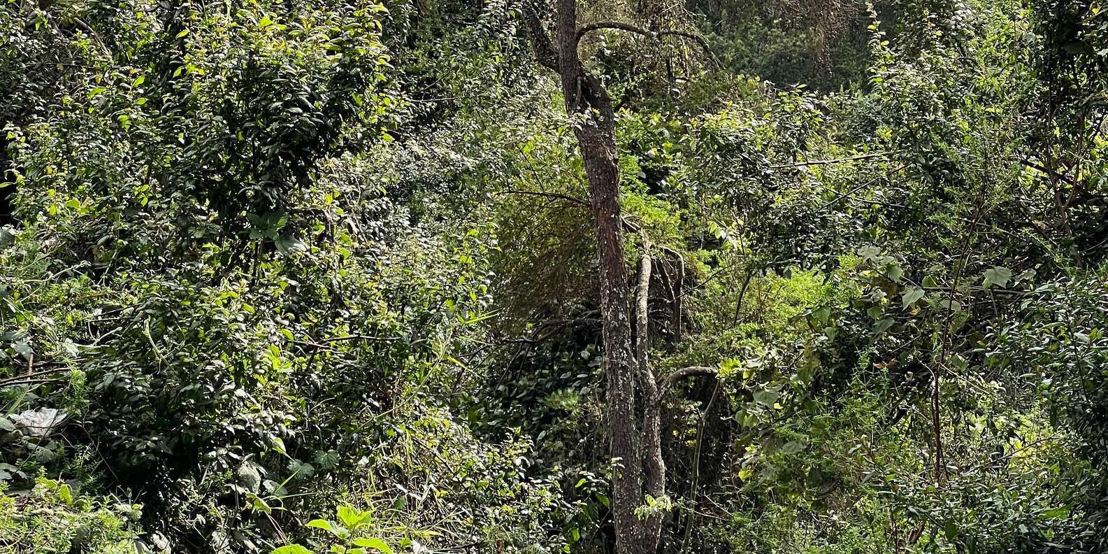 section