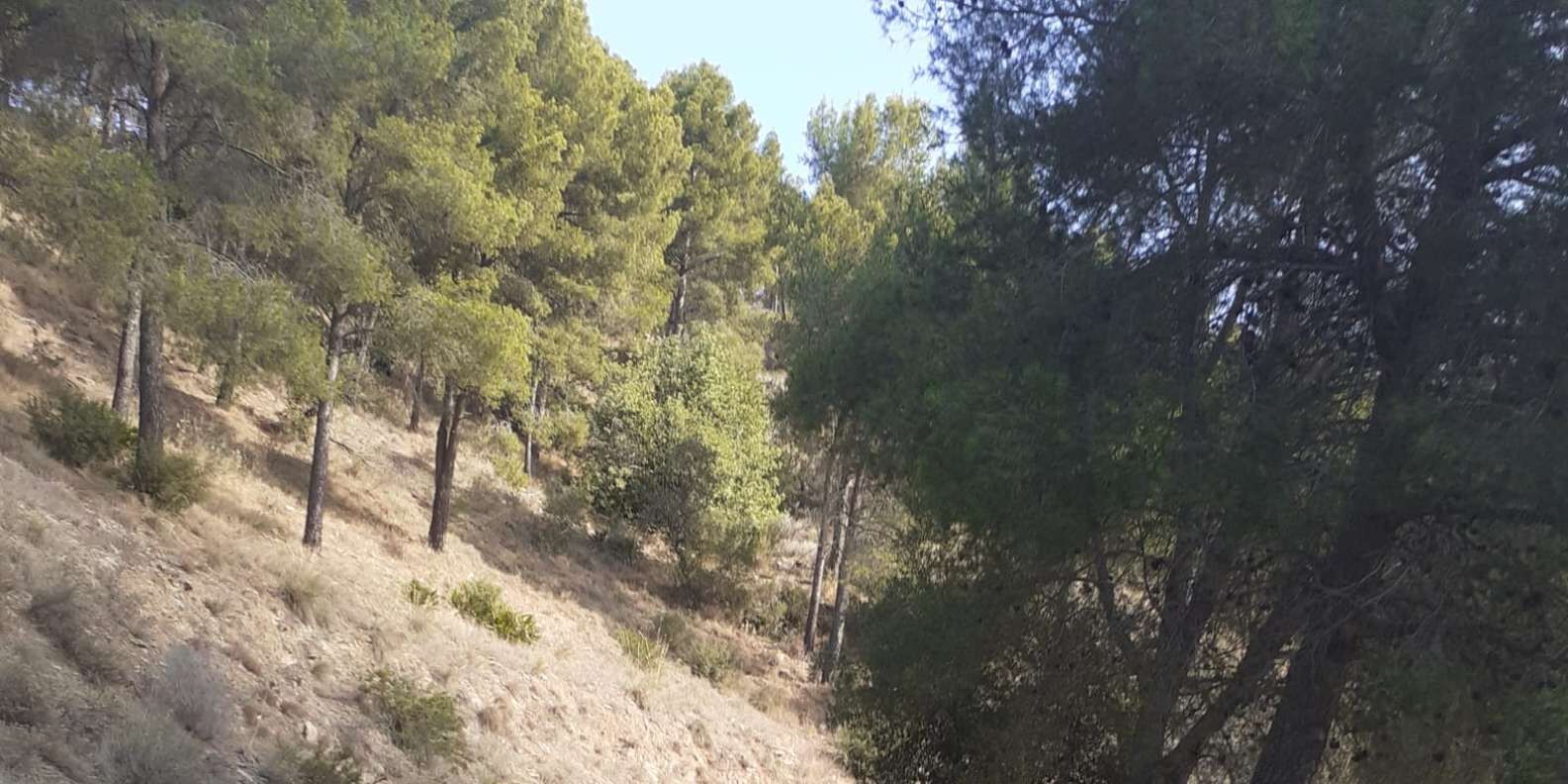 section
