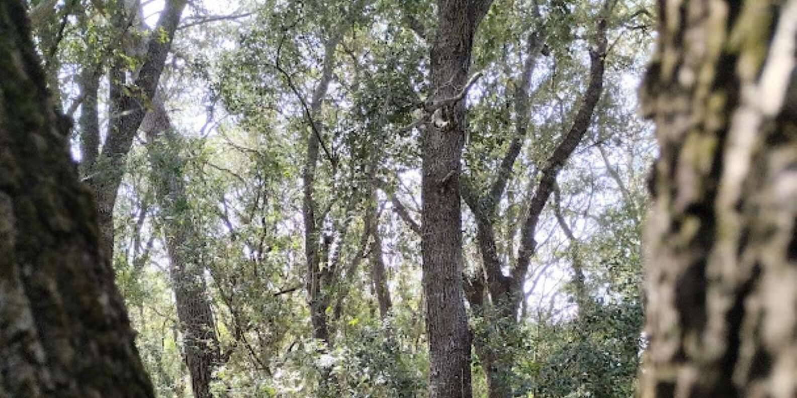 section