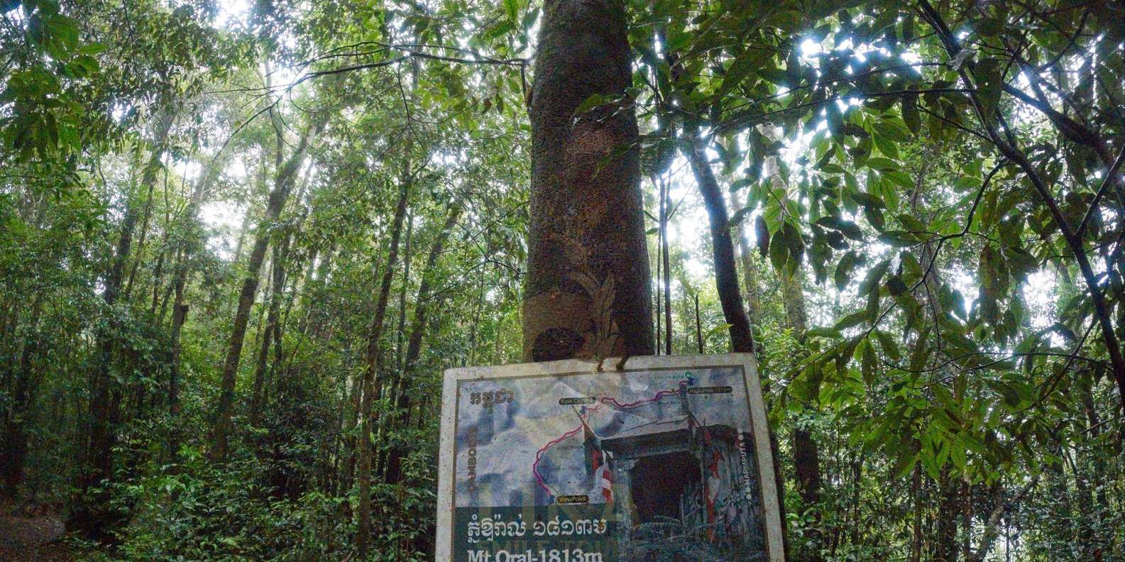 section