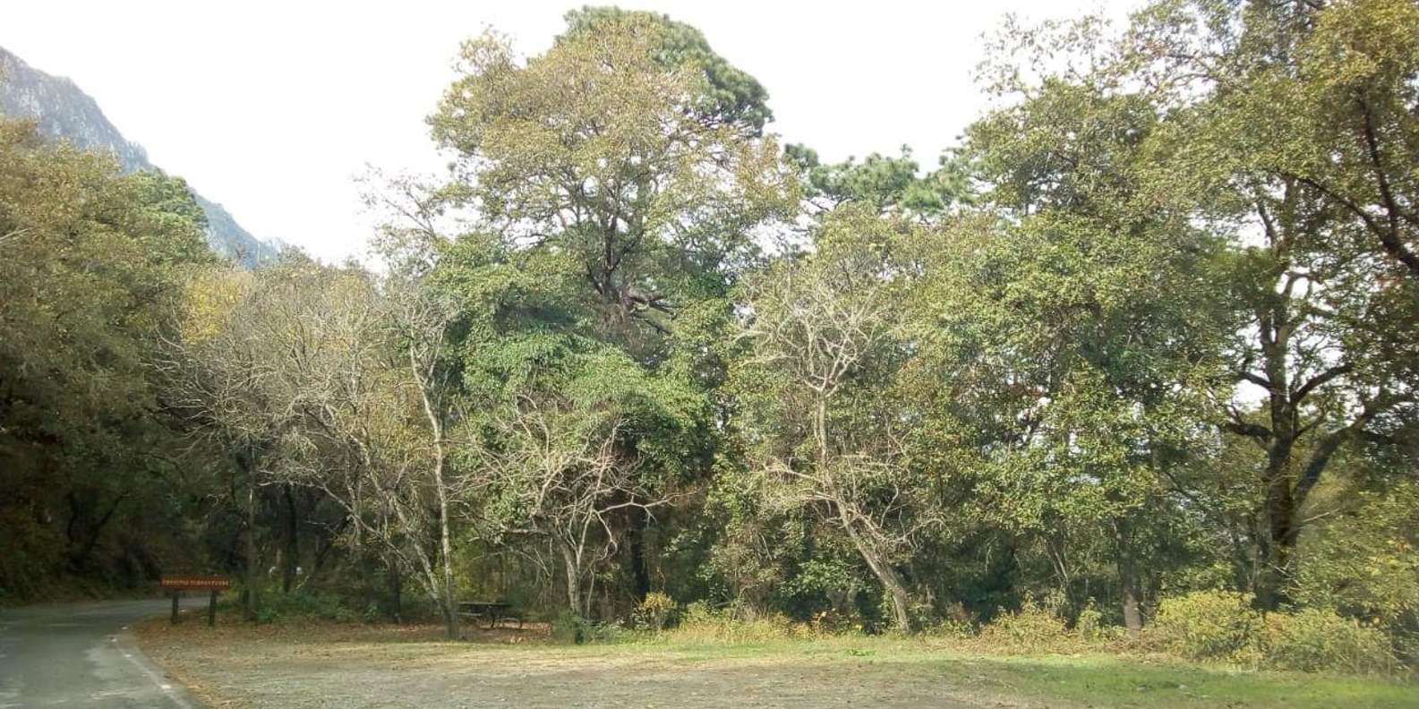 section