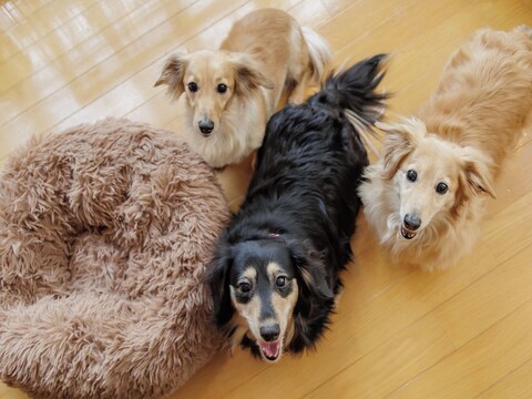 완완 파라다이스 나라 이코마