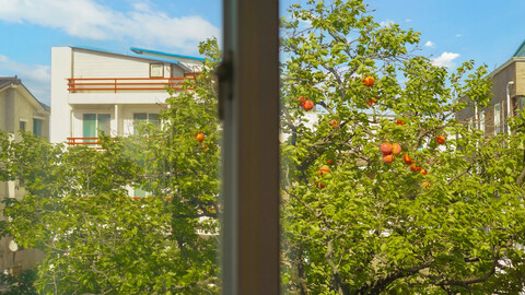 고성 감나무펜션