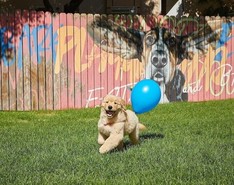 소노 펫 클럽 앤 리조트 비발디파크
