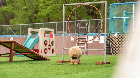 춘천 도그앤스테이펜션