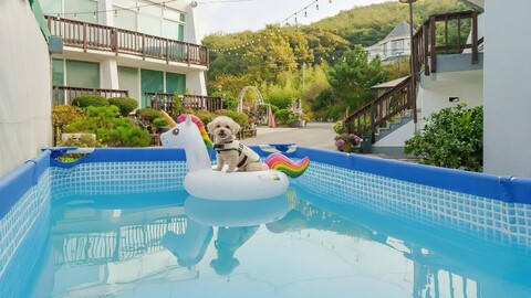 태안 노라부러애견동반펜션