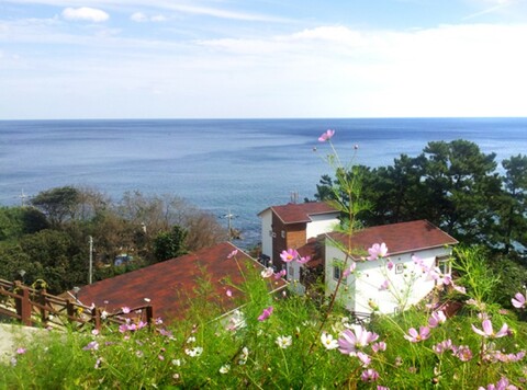 영덕 소나무 펜션