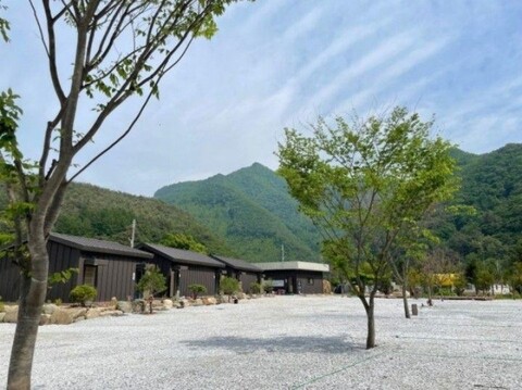 정선 파인트리캠핑장