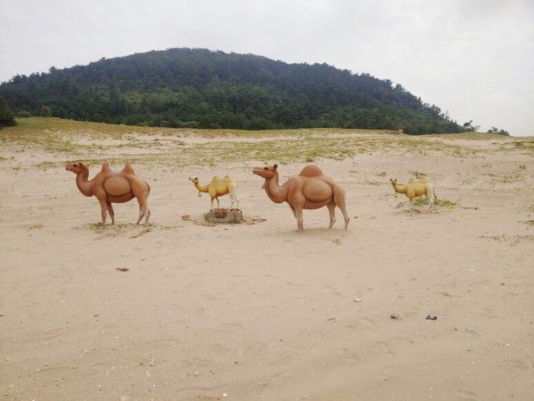 [인천출발] 백령도 대청도 3일 #2박6식#대청도서풍받이트레킹#두무진유람선#백령.대청도육로관광#국가지질명소 6