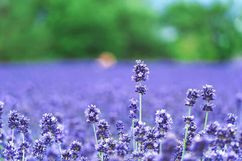 product-thumbnail-1