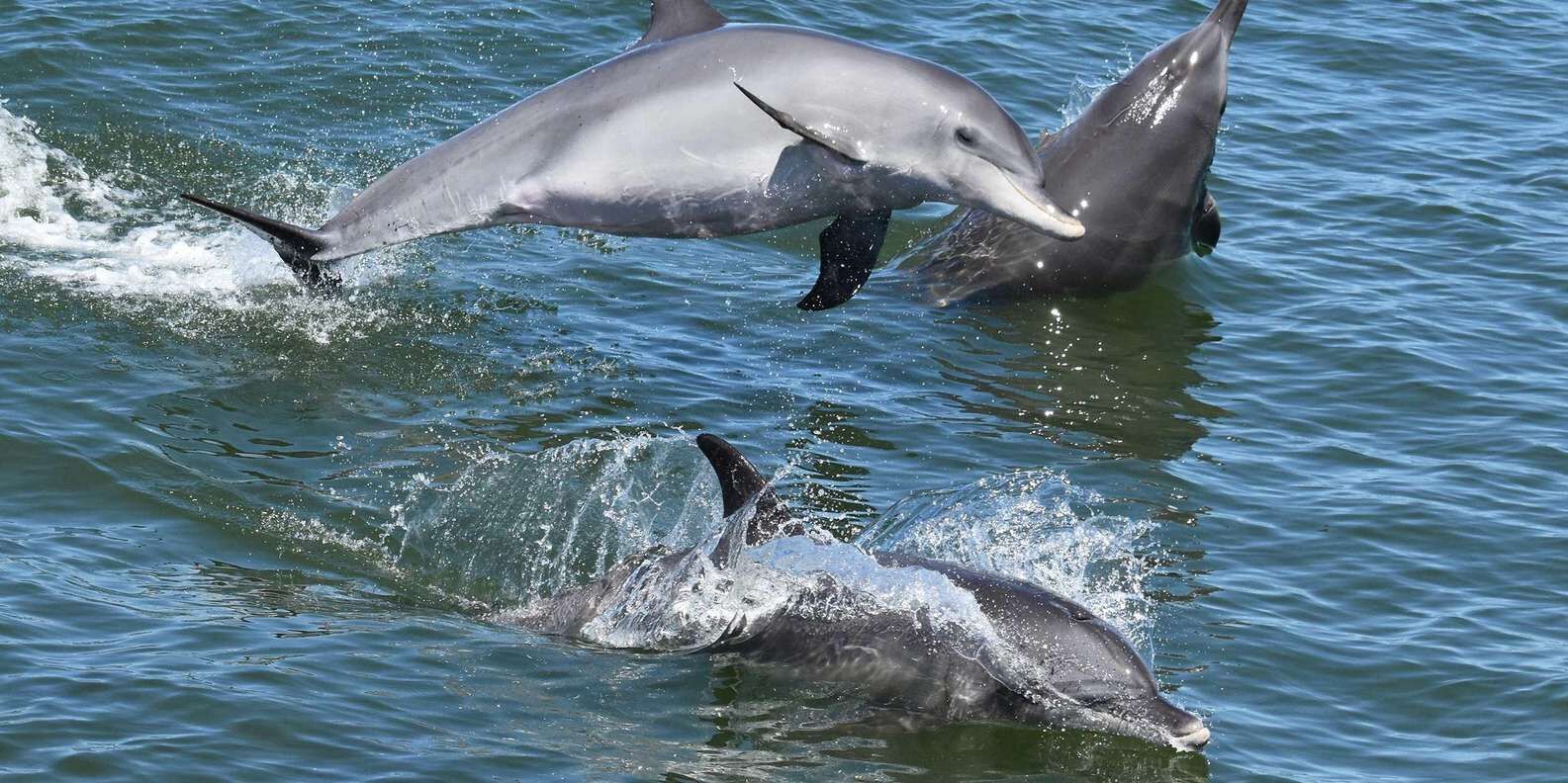 [퍼스|만두라] 머레이 강 런치 크루즈 + 쿠퍼스 밀 유적 워킹투어 상세 이미지 1