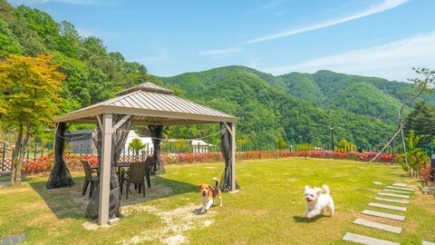 가평 캠프위드펫&애견글램핑