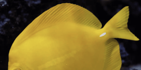 product-thumbnail-1