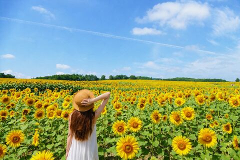 삿포로 투어 - 🌻호쿠류 해바라기마을&비에이 투어 사계채 입장료 특전 삿포로 출발 엔데이트립