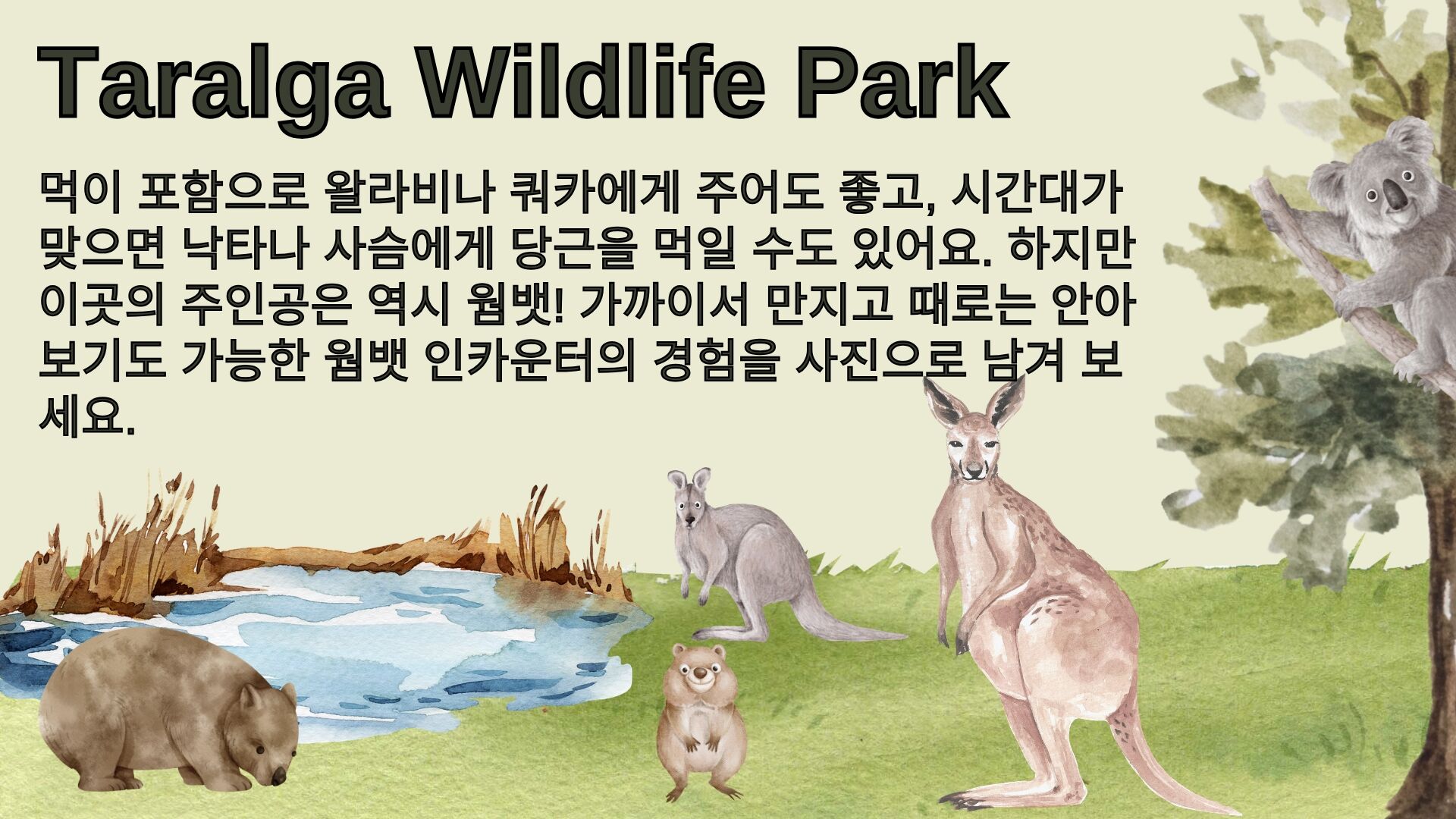 🐾 호주에서 웜뱃 안아봤어? 서던 하이랜드 골번.타랄가.보우럴.와이너리 [놀러와 시드니] 상세 이미지 11