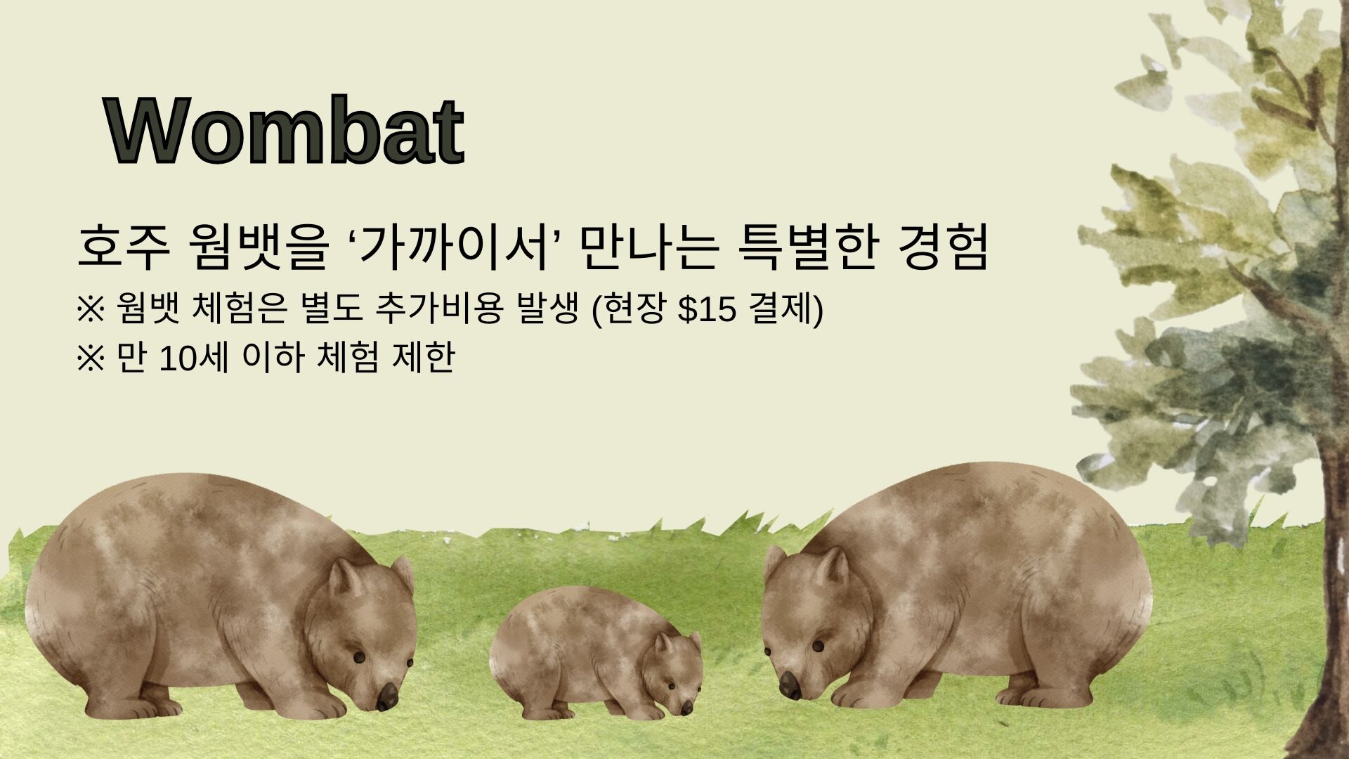🐾 호주에서 웜뱃 안아봤어? 서던 하이랜드 골번.타랄가.보우럴.와이너리 [놀러와 시드니] 상세 이미지 12